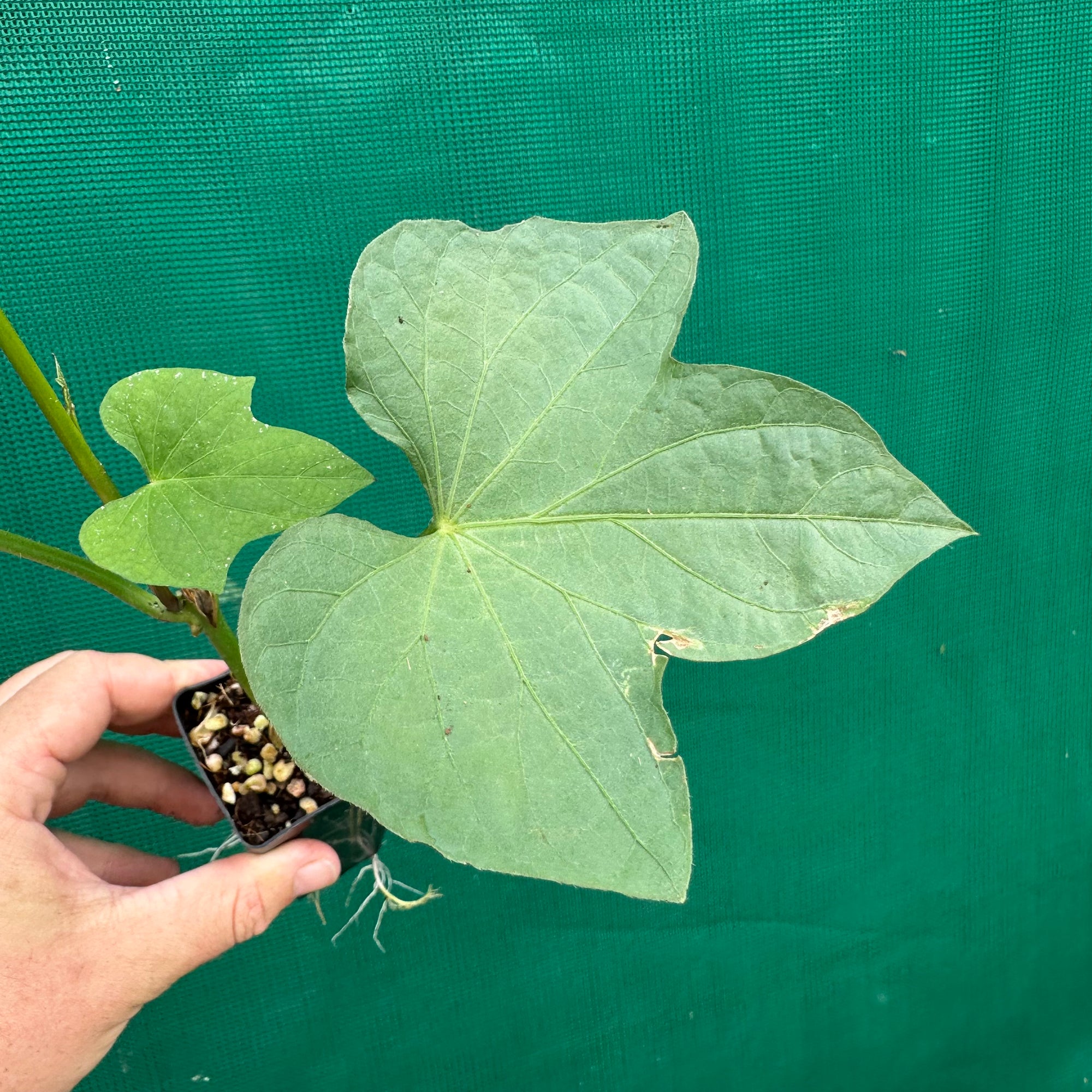 Sweet Potato ‘Japanese Beni-masari Satsumaimo’ NEW