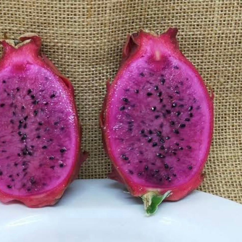 Dragon Fruit ‘Malay Purple’