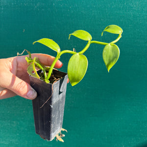 Vanilla Bean (Vanilla planifolia) NEW