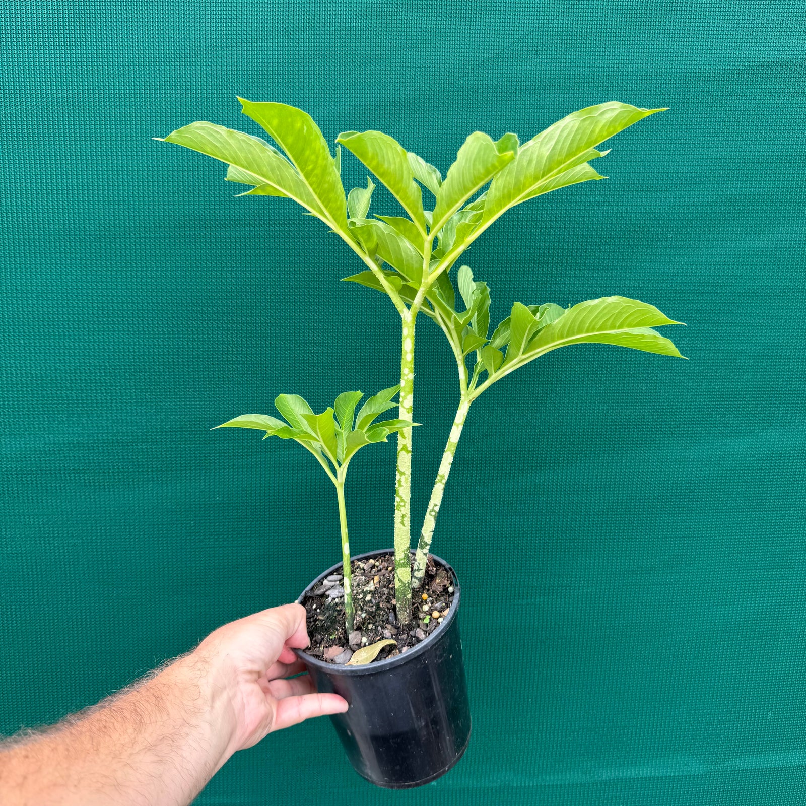 Elephant Foot Yam - Amorphophallus paeoniifolius