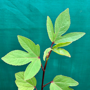 Rosella - Hibiscus sabdariffa NEW