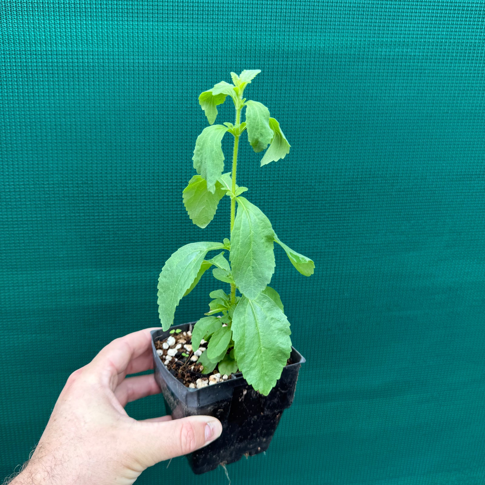 Stevia (Stevia rebaudiana) NEW
