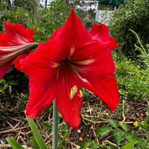 Hippeastrum ‘Amico Sonatini’