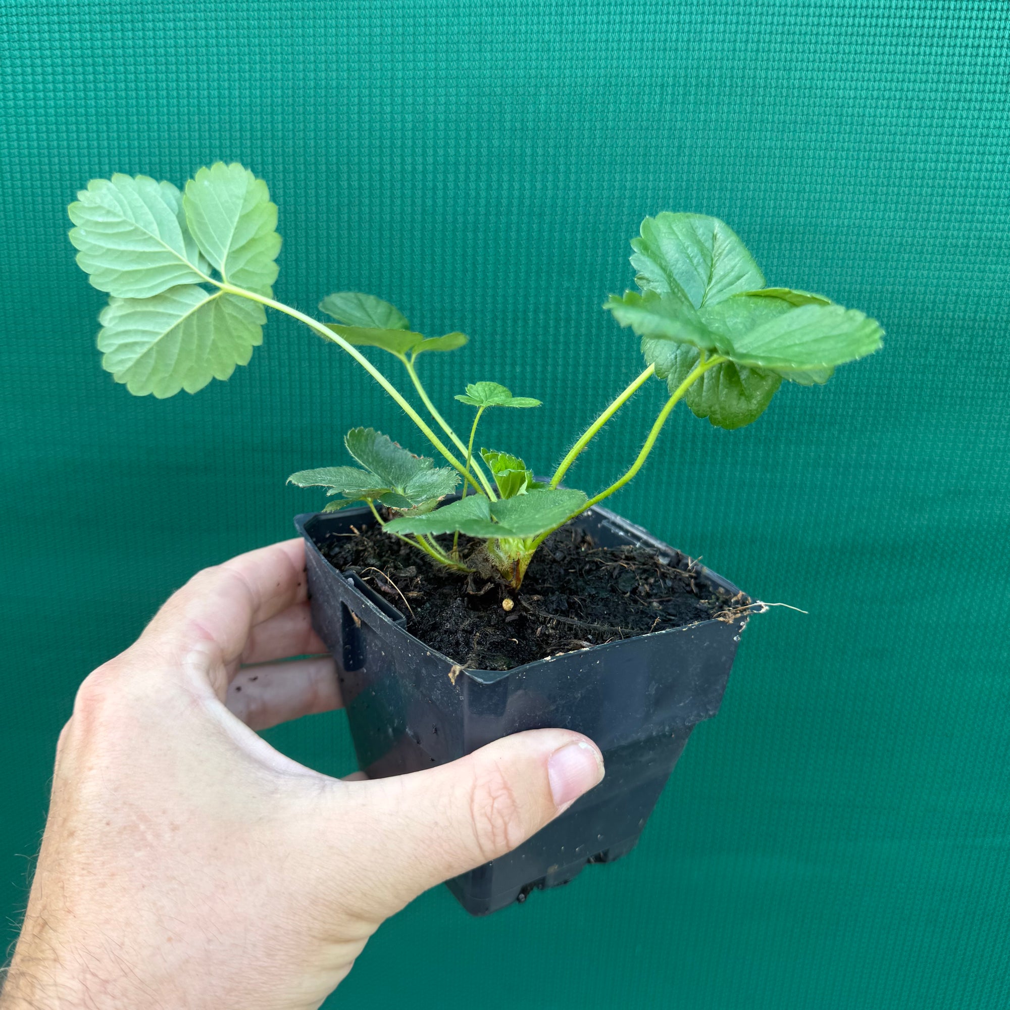 Strawberry - Sweetie NEW