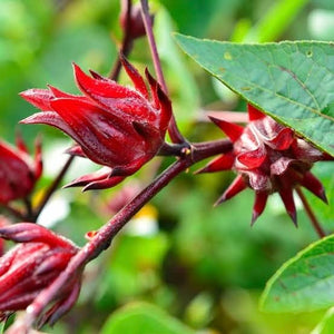 Rosella - Hibiscus sabdariffa NEW
