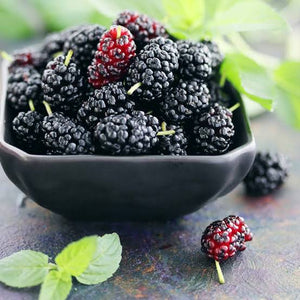 Mulberry ‘Dwarf Black’ - Morus nigra NEW