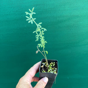 Tagasaste - Tree Lucerne NEW