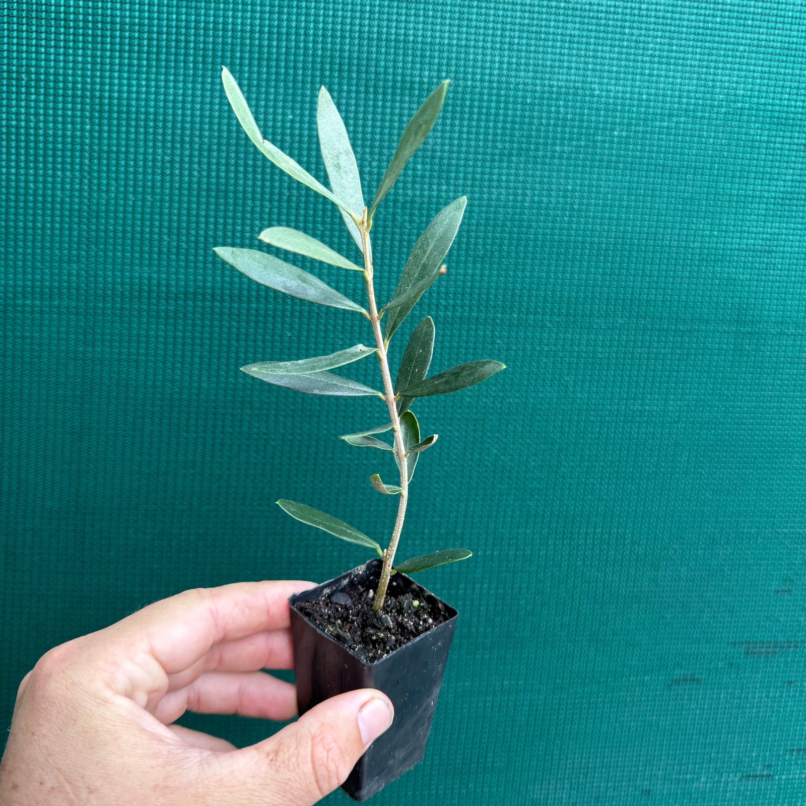 Olive ‘Helena’ NEW