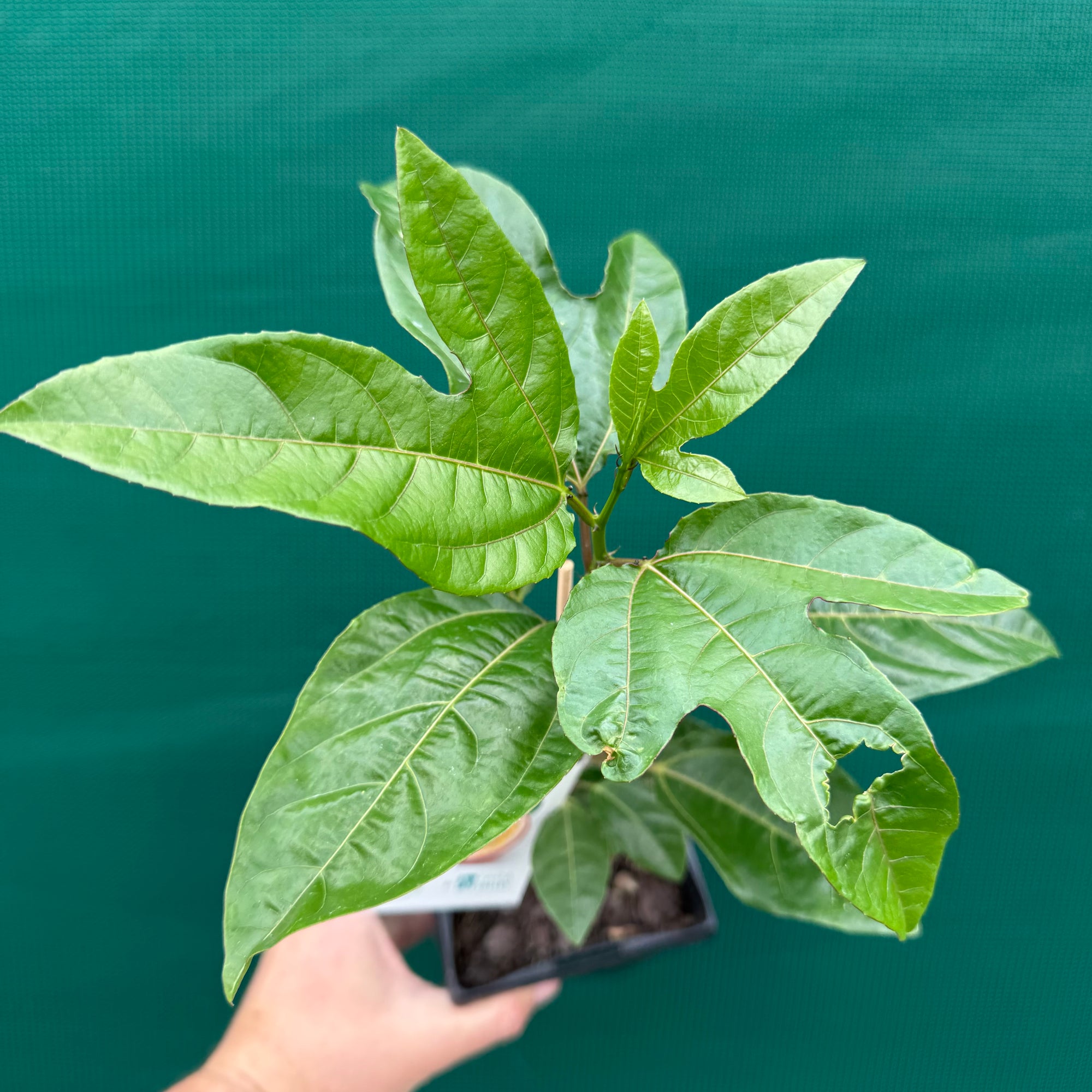 Passion Fruit - Pandora NEW