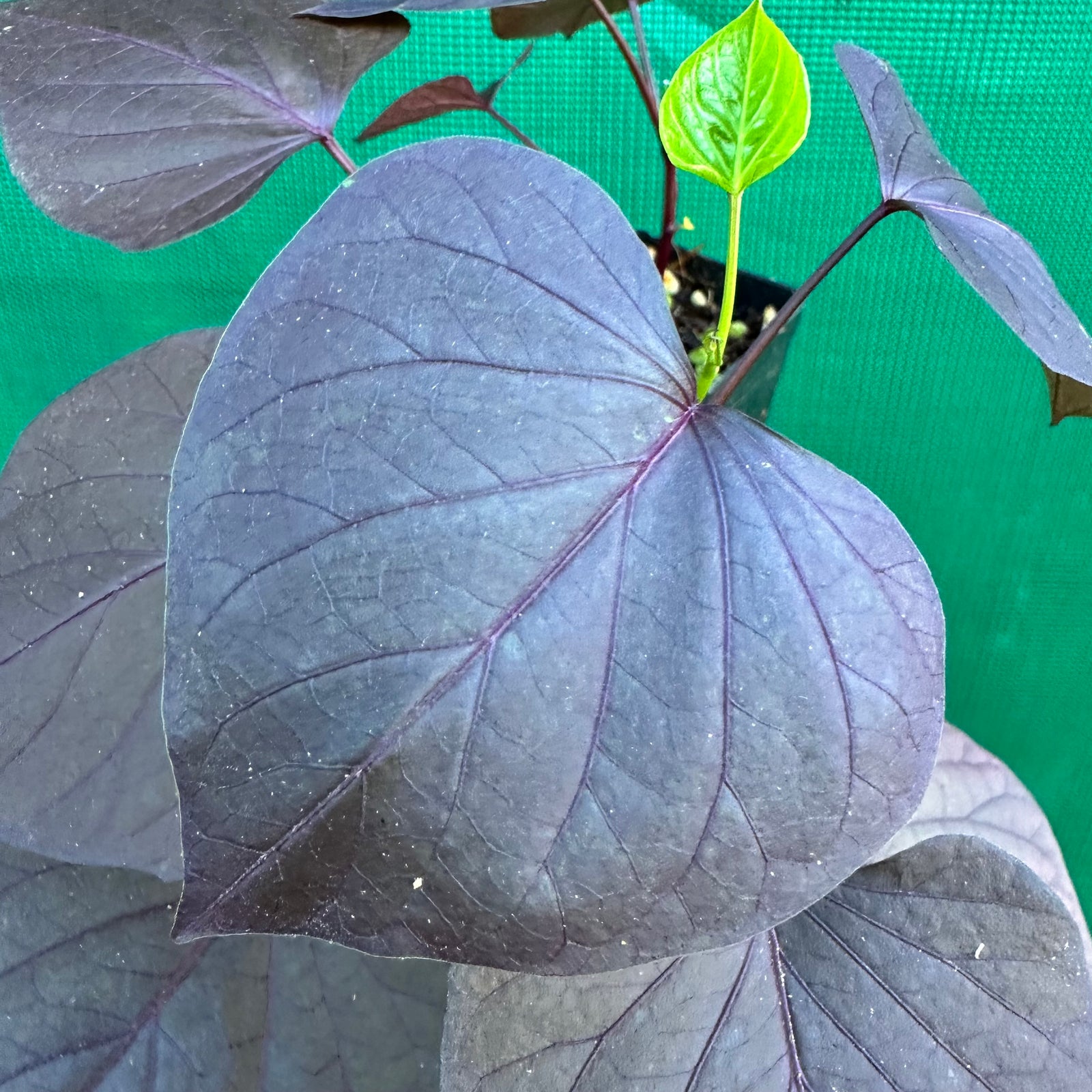 Sweet Potato ‘Treasure Island Kaukura’