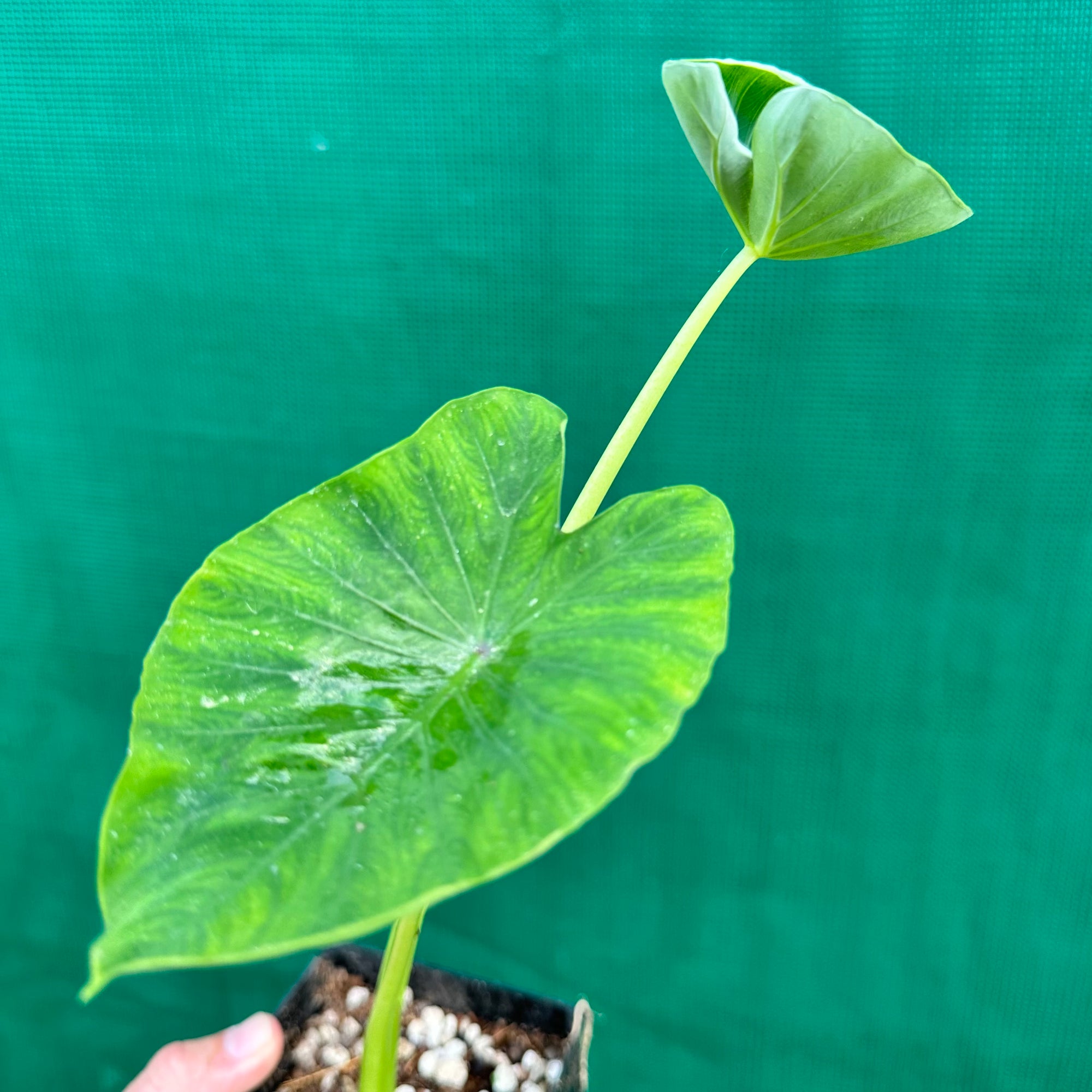 Taro - Bunlong NEW
