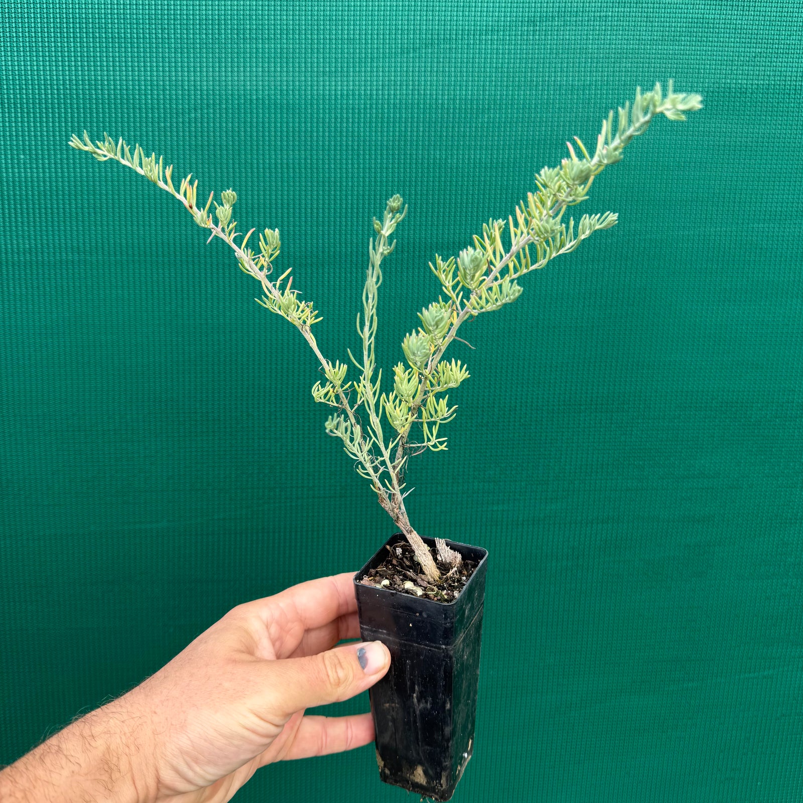 Ruby Saltbush - Enchylaena tomentosa NEW