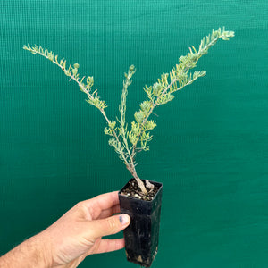Ruby Saltbush - Enchylaena tomentosa NEW