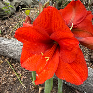 Hippeastrum ‘Orange Sovereign’ NEW