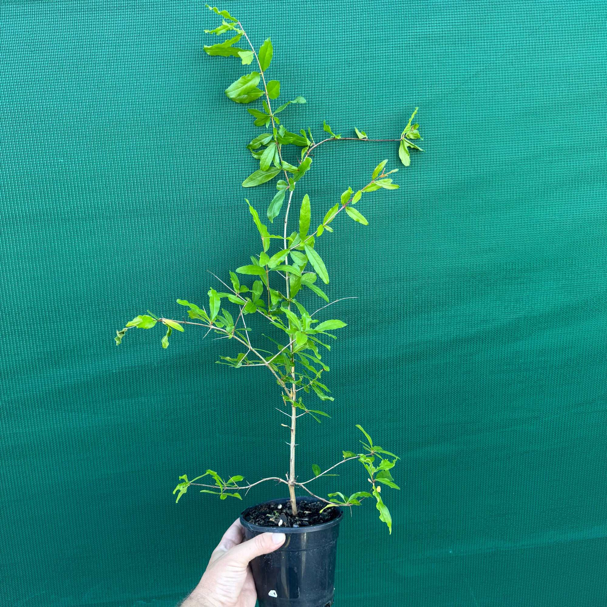 Pomegranate ‘Galusha Rosa’ NEW