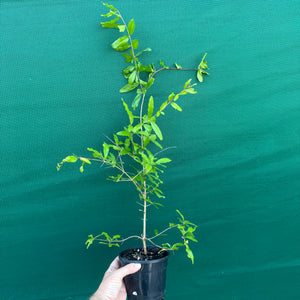 Pomegranate ‘Galusha Rosa’ NEW