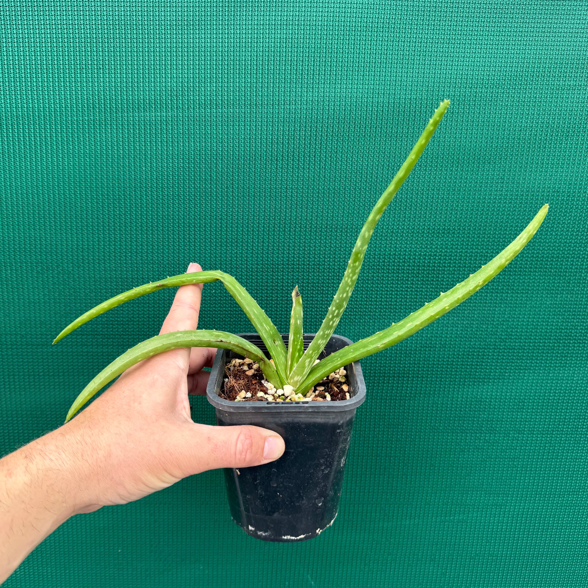 Aloe vera barbadensis ‘Miller’ NEW