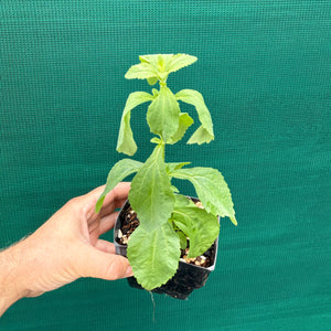Stevia (Stevia rebaudiana) NEW