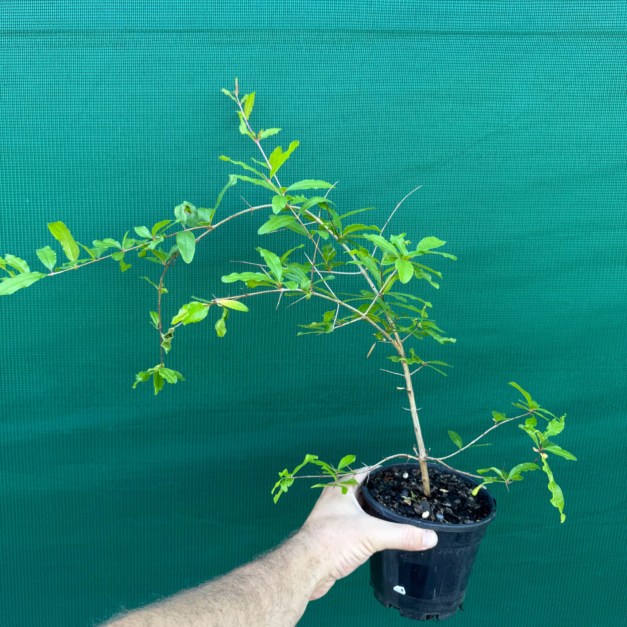 Pomegranate ‘Galusha Rosa’ NEW