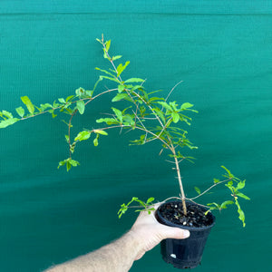 Pomegranate ‘Galusha Rosa’ NEW