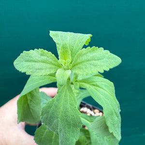 Stevia (Stevia rebaudiana) NEW