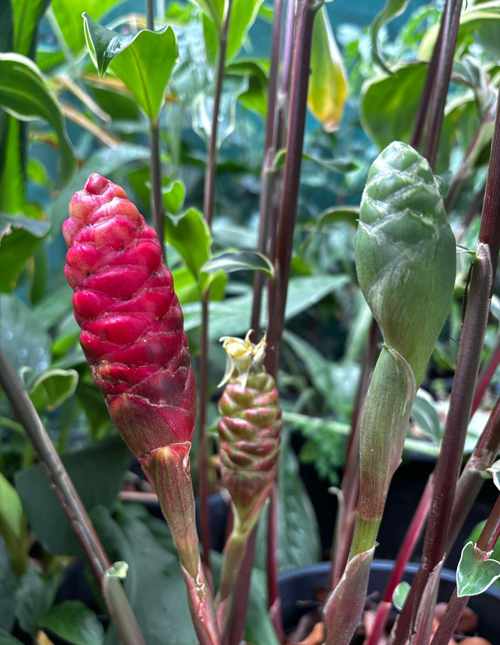 Variegated Shampoo Ginger - Zingiber zerumbet NEW