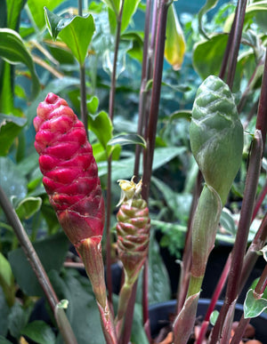 Variegated Shampoo Ginger - Zingiber zerumbet NEW