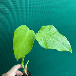 Monstera deliciosa ‘Fruit Salad’ NEW