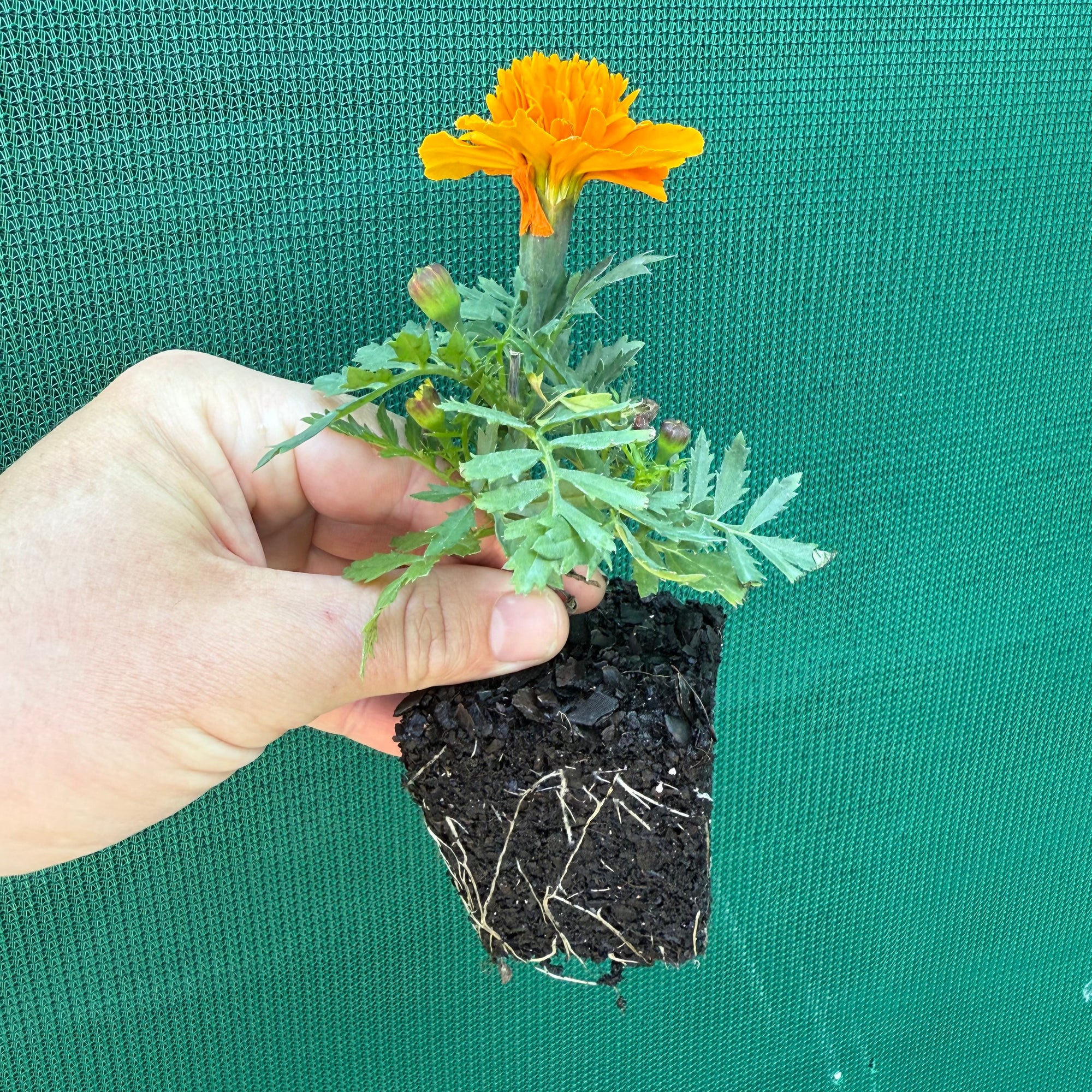 Marigold - French Orange NEW