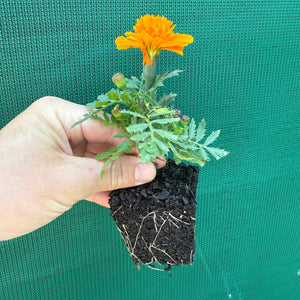 Marigold - French Orange NEW