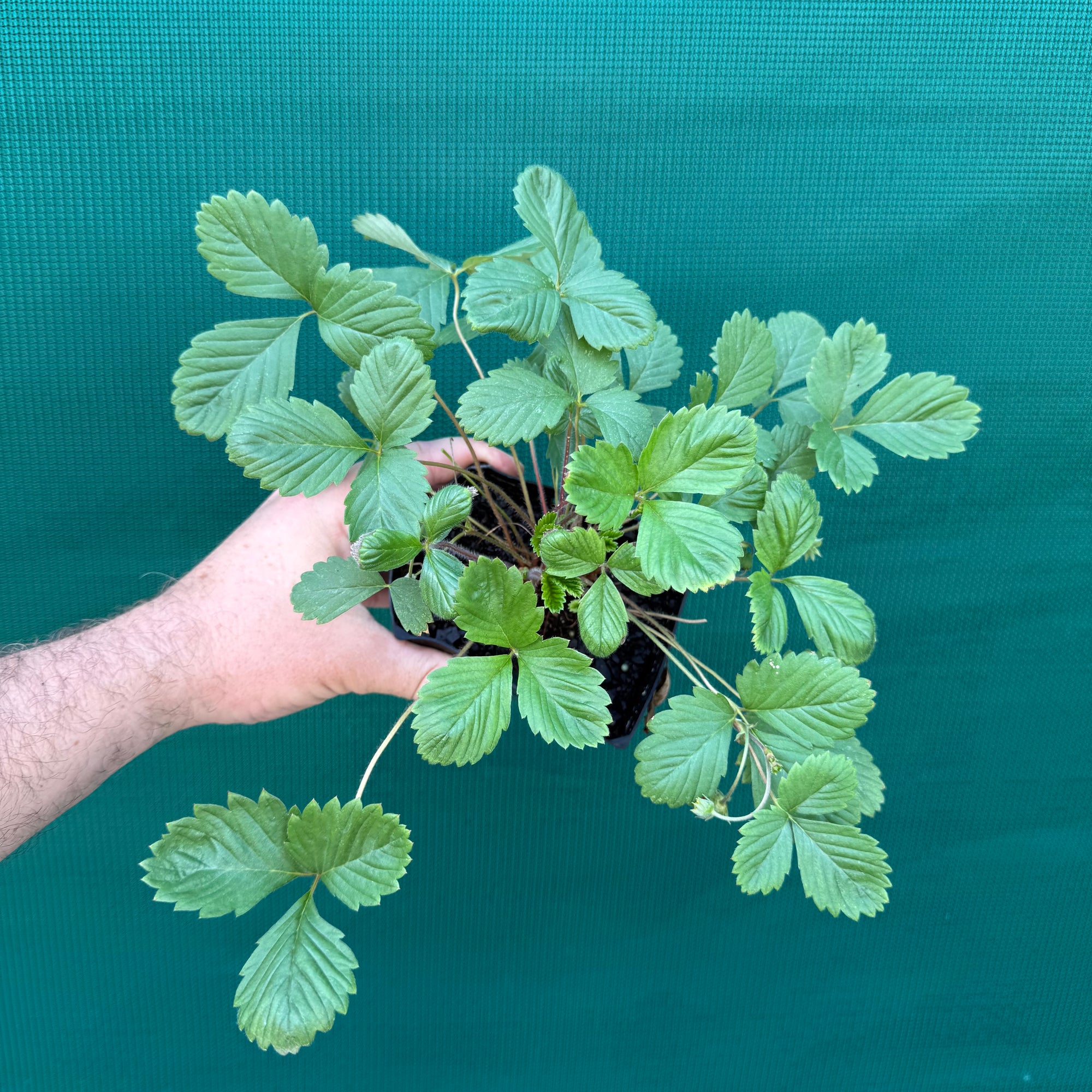 Strawberry - Alpine NEW