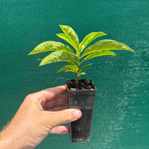 Native Frangipani - Hymenosporum flavum