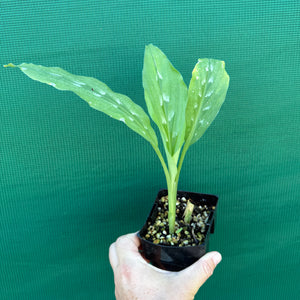 Round Root Galangal - Kaempferia rotunda NEW