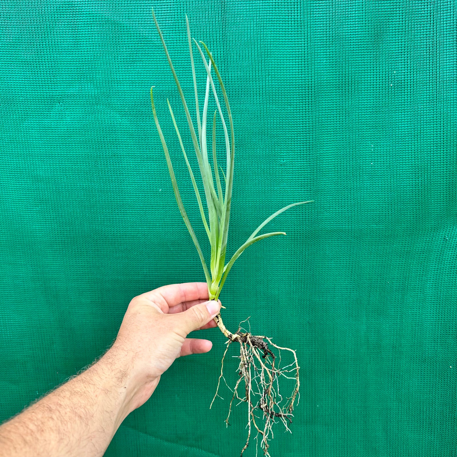 Bulbine Lily - Bulbine bulbosa