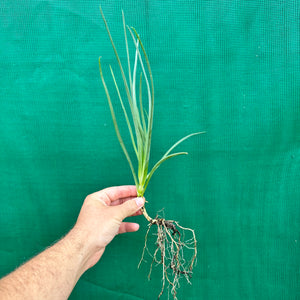 Bulbine Lily - Bulbine bulbosa NEW