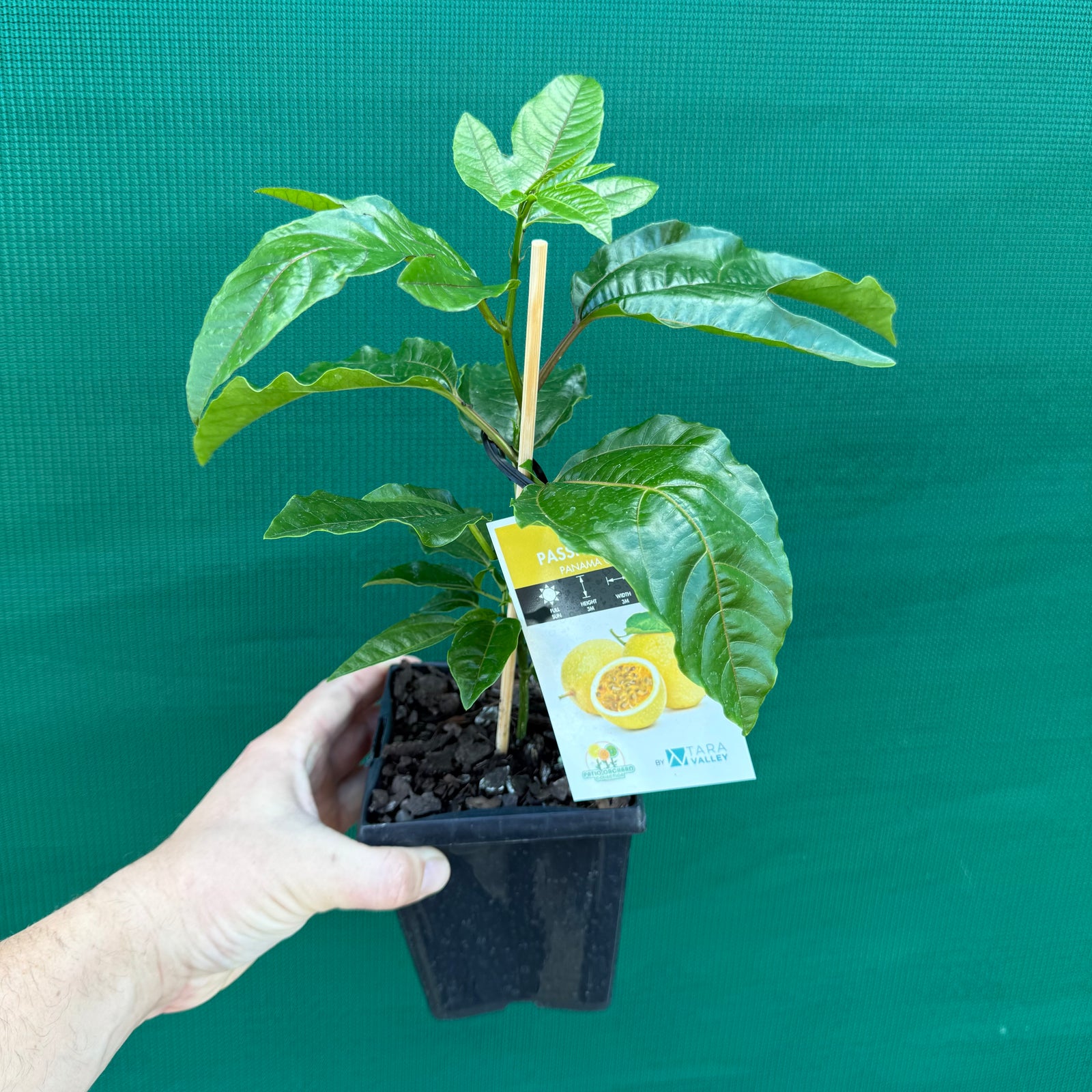 Passion Fruit - Panama Gold NEW