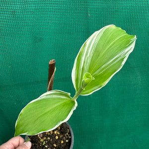 Variegated Shampoo Ginger - Zingiber zerumbet NEW