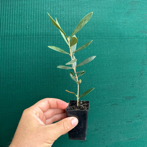 Olive ‘Helena’ NEW