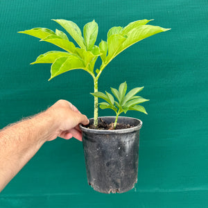 Elephant Foot Yam - Amorphophallus paeoniifolius