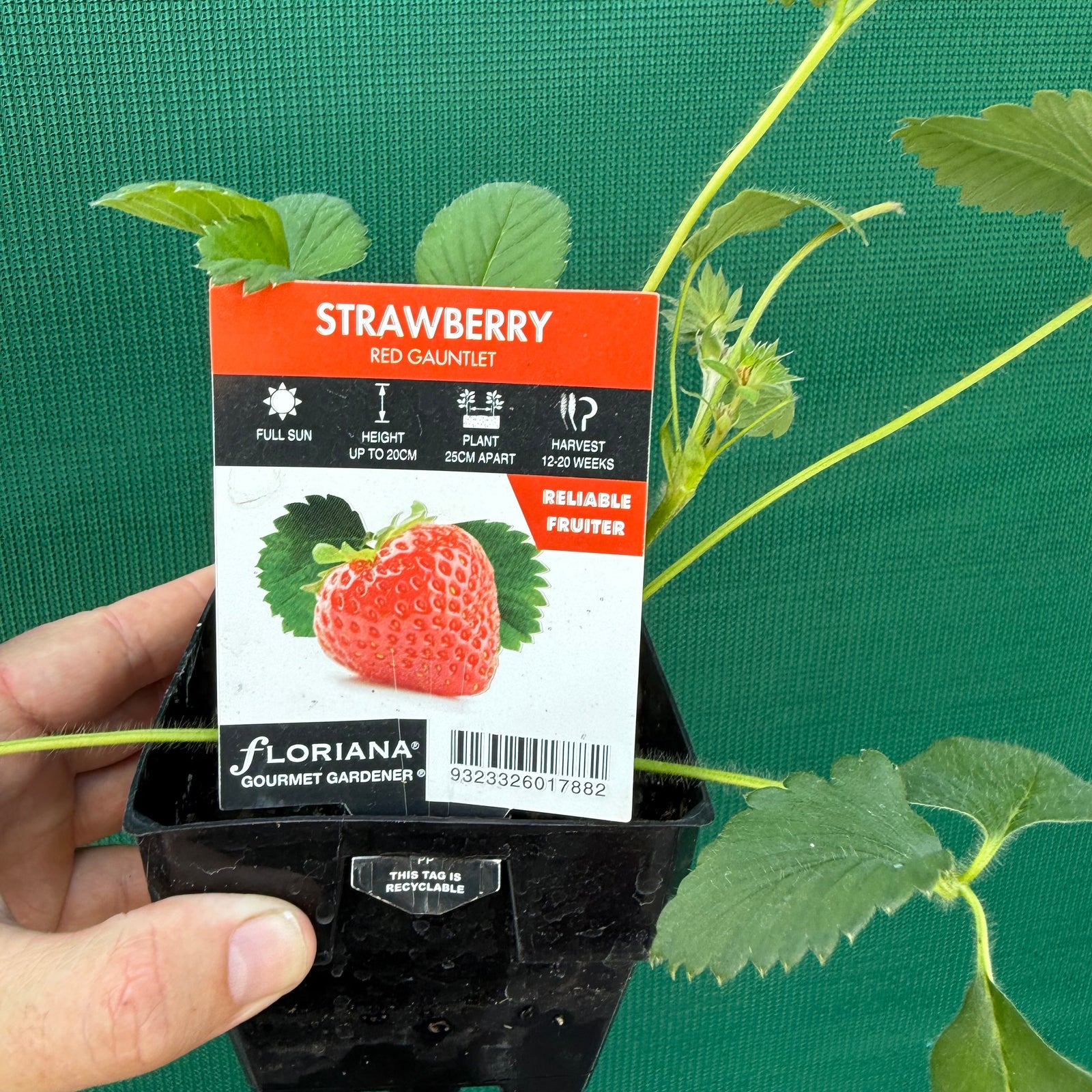 Strawberry - Red Gauntlet NEW