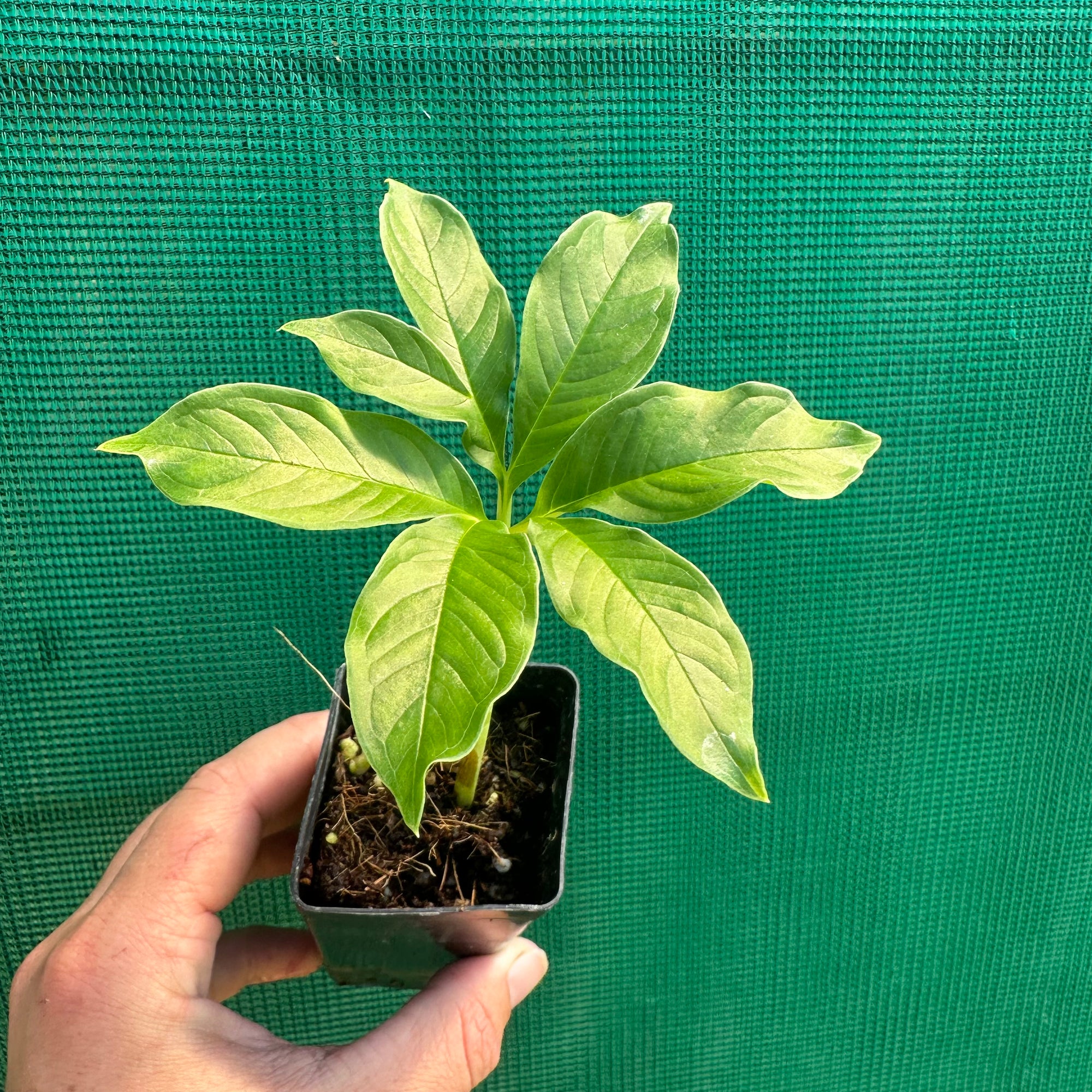 Elephant Foot Yam - Amorphophallus paeoniifolius NEW