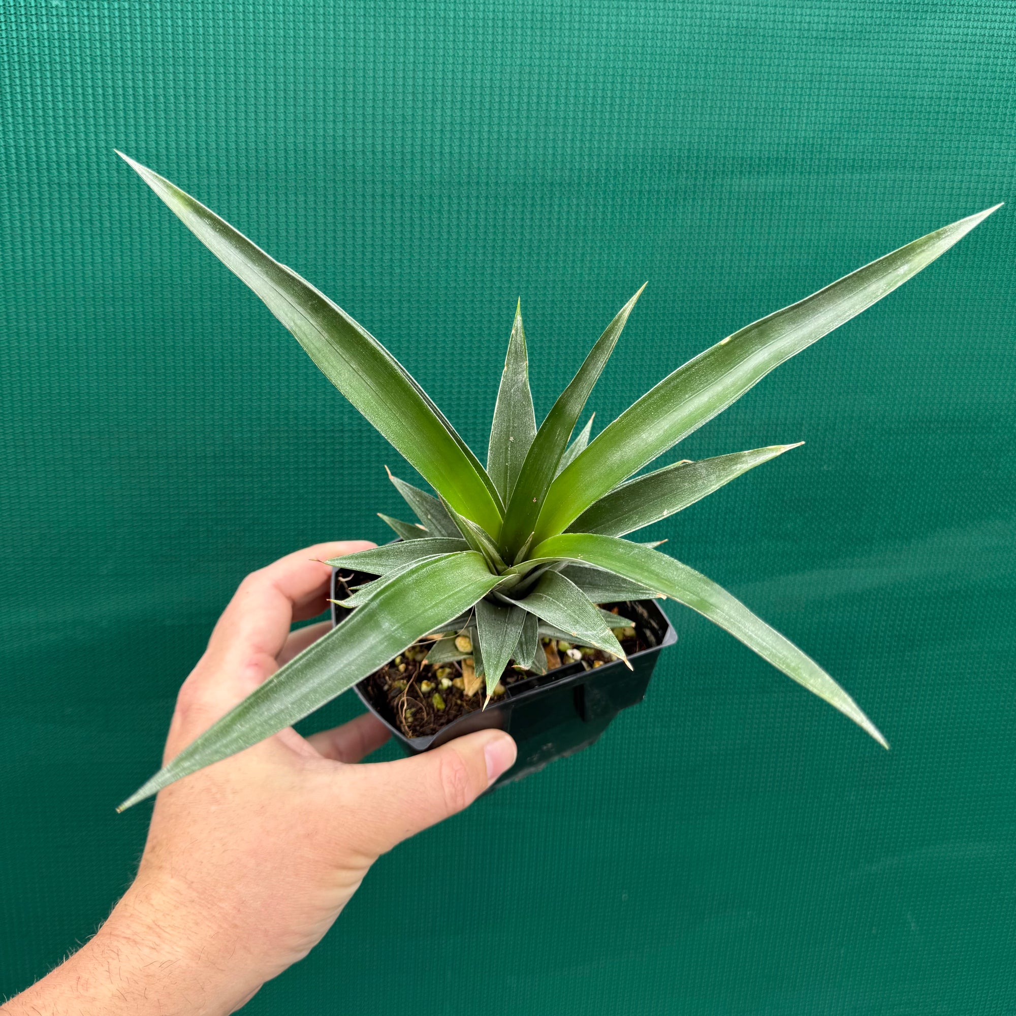 Pineapple ‘F180’ NEW