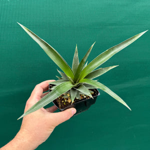 Pineapple ‘F180’ NEW