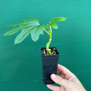 Aibika Hibiscus Spinach - Abelmoschus manihot