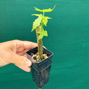 Chaya - Cnidoscolus aconitifolius New