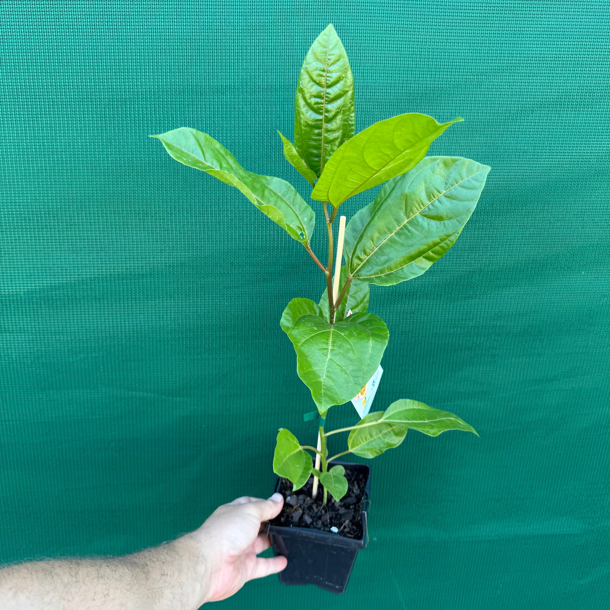 Passion Fruit - Panama Red NEW