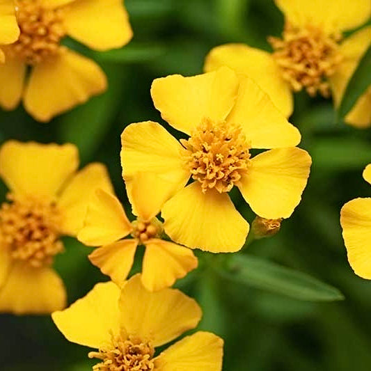 Mexican Tarragon - Tagetes lucida NEW