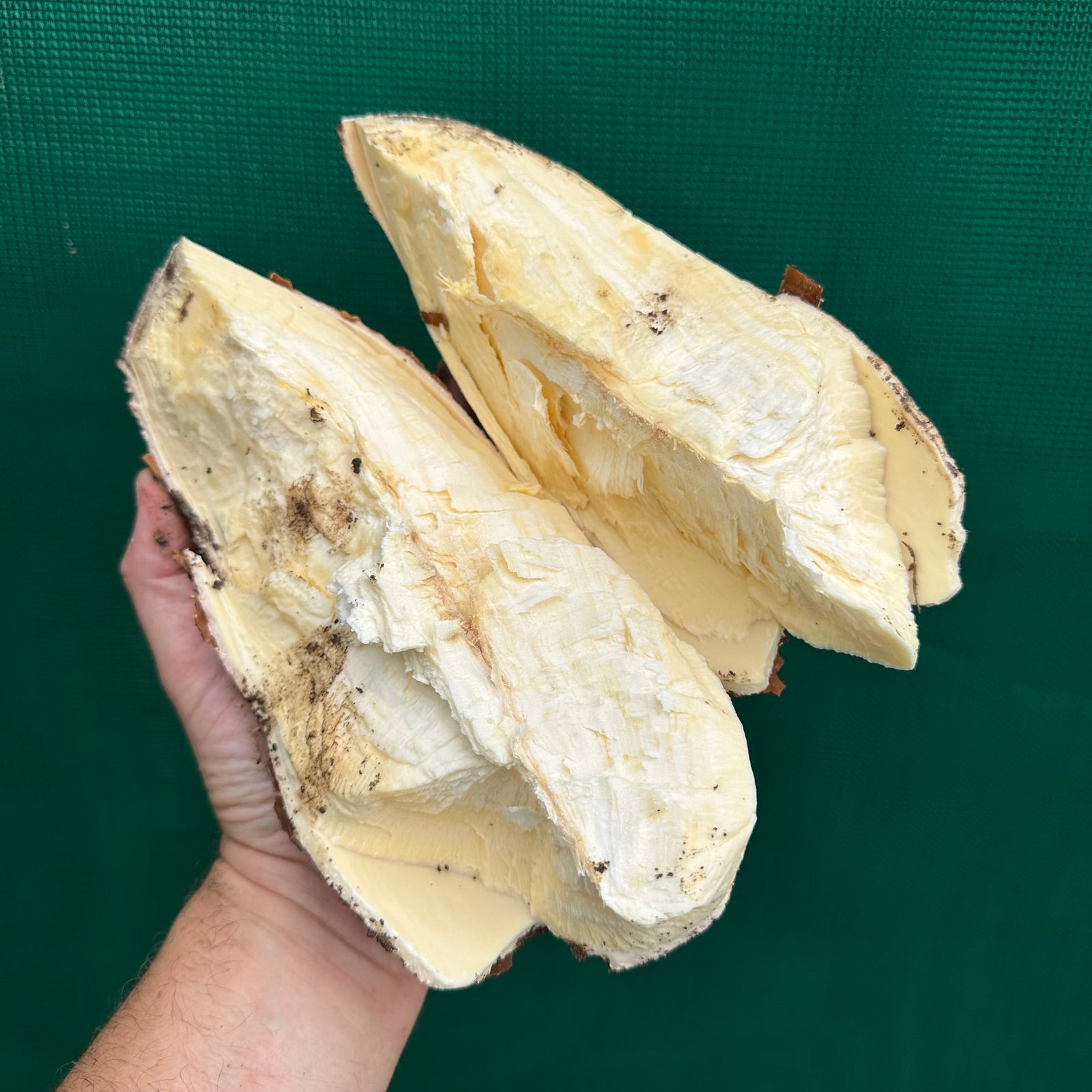 Cassava ‘Yellow’ - Manihot esculenta NEW