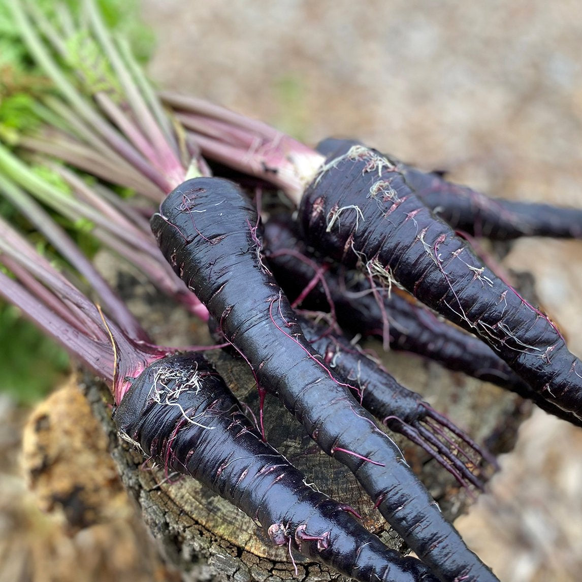 Carrot ‘Black Nebula’ NEW