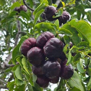 Burdekin plum - Pleiogynium timorense NEW